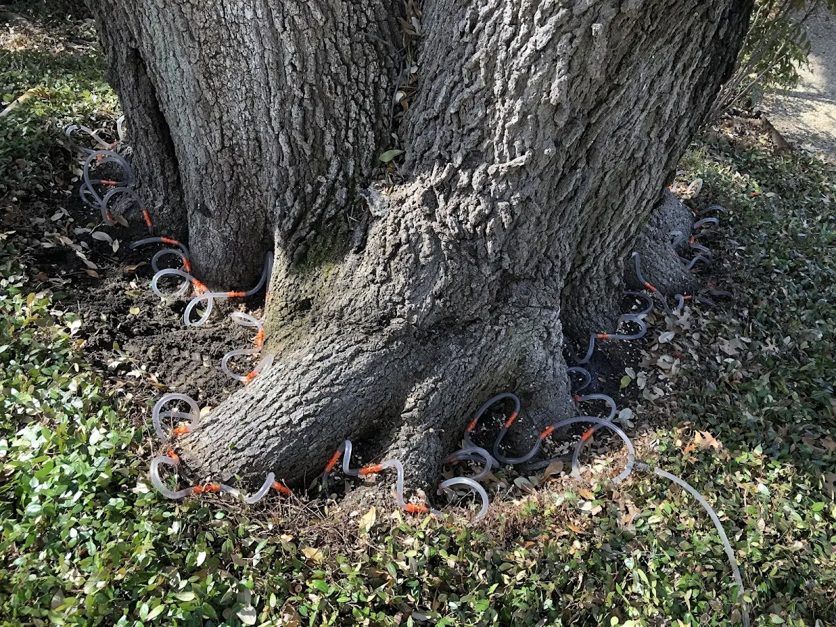 Detailed Tree Cabling and Bracing job site in Saint Albans Bay
