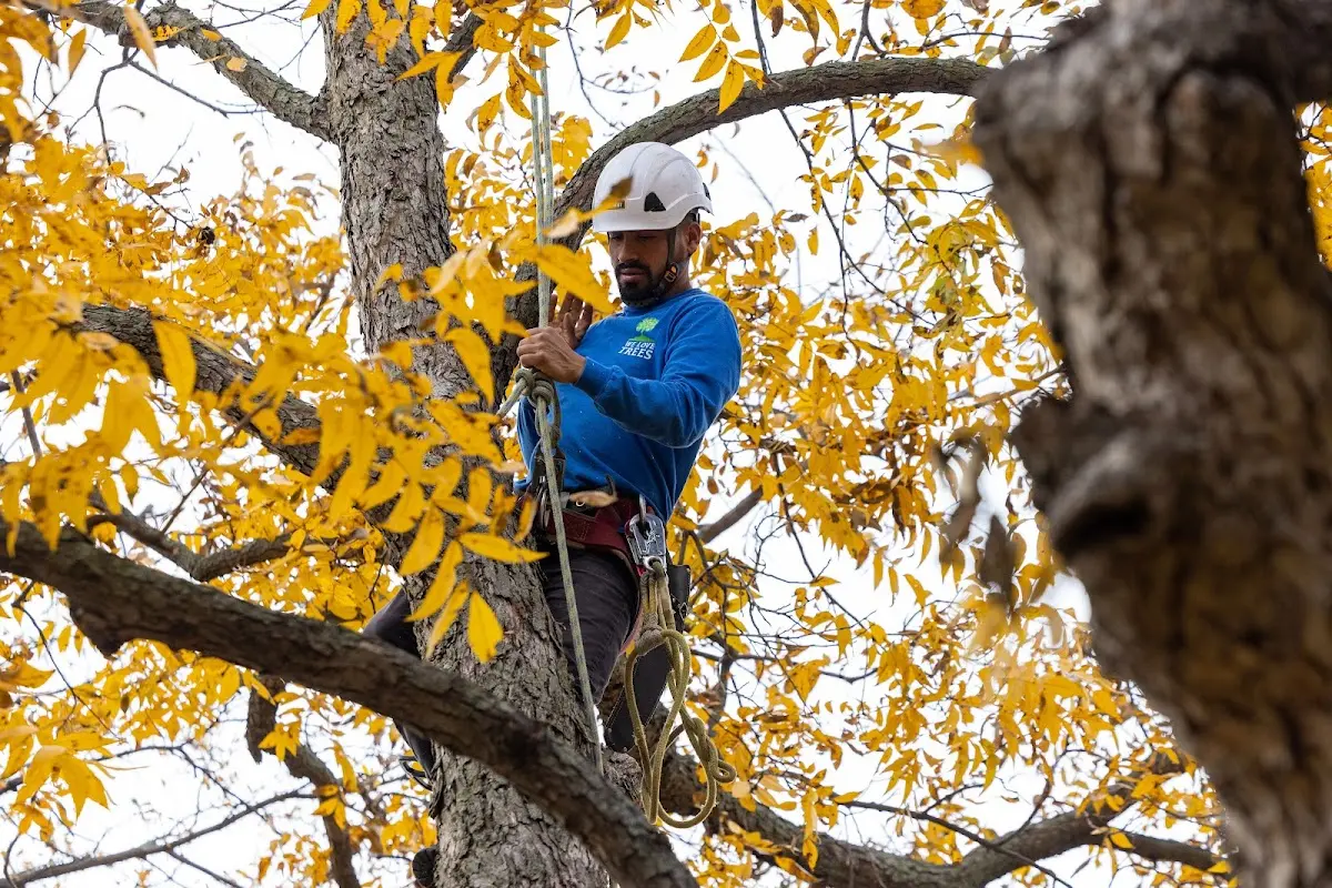 Skilled Tree Pruning crew working in Saint Albans Bay