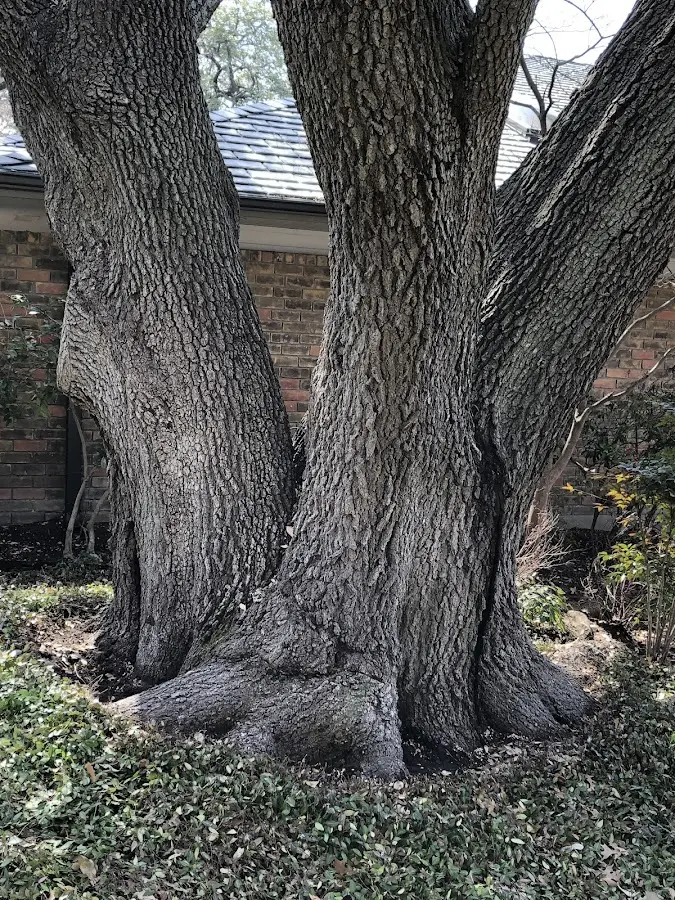 Mature heritage tree close to a Saint Albans Bay property cared for by certified arborists