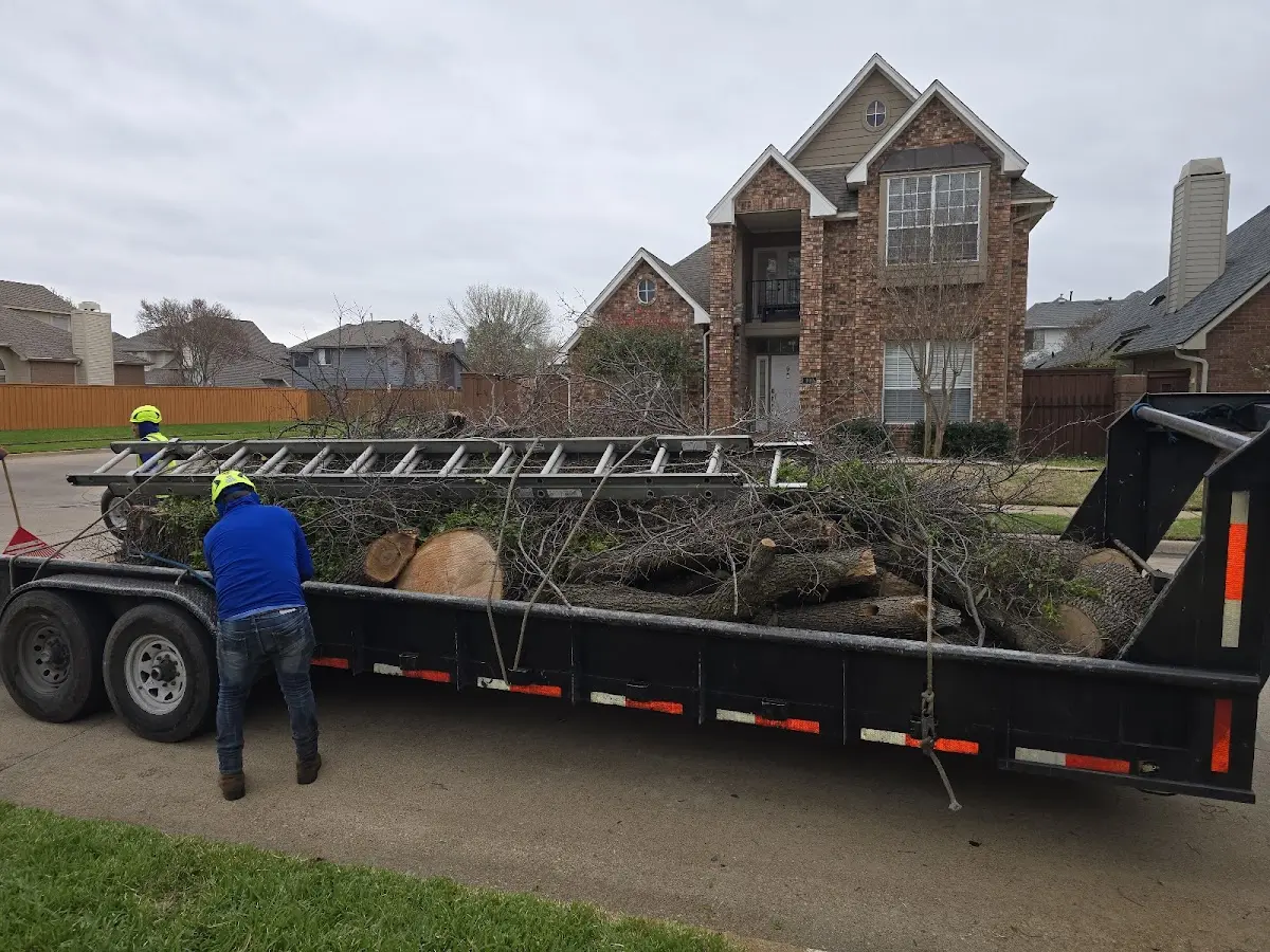 Expert Tree Pest Control with proper safety equipment in Saint Albans Bay